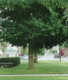 LaFayette Park trees
